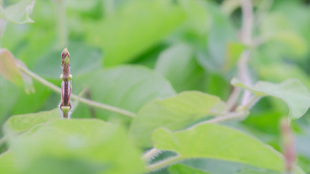 Close up of grasshopper on green leaf in the garden.