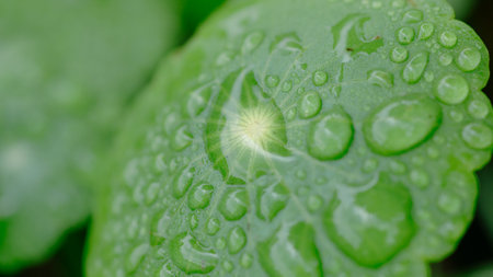 Water drops on green leaf. Shallow depth of field. Selective focus.の写真素材