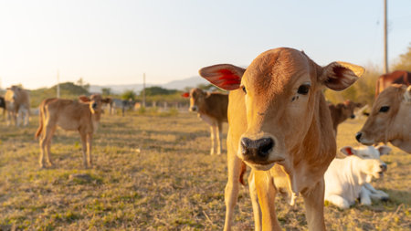 Cows in a meadow at sunset. Selective focus.の写真素材