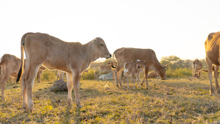 Herd of cows in the meadow at sunset in summer.の写真素材