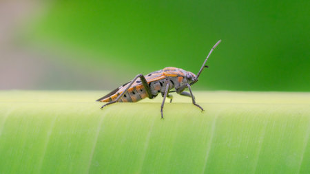stinkbug on green leaf in the nature or in the garden