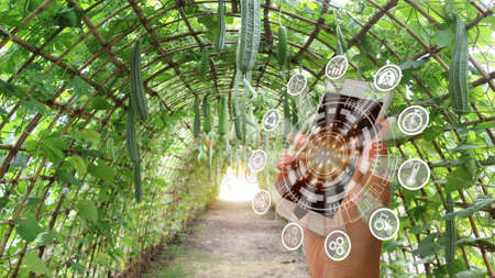 Smart technology concepts in vegetable garden plots, application of modern technology in...