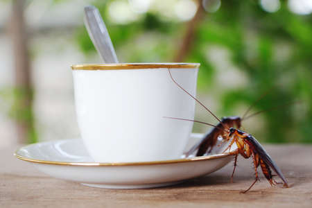 Cockroaches on white coffee cup, allergen source dirty animal. which is an important cause of...