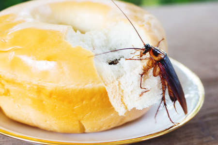 Cockroaches eat the bread of people, allergen source dirty animal. which is an important cause of...