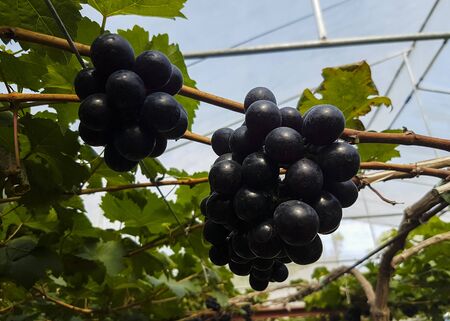 Black grapesの写真素材