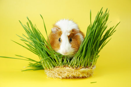 Abyssinian guinea pig on a yellow background is surrounded by greenery.の写真素材