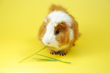 ginger-white guinea pig on a yellow background sits sideways.の写真素材