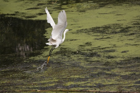 wildlife in the Danube Delta, a bird searching for food.の写真素材