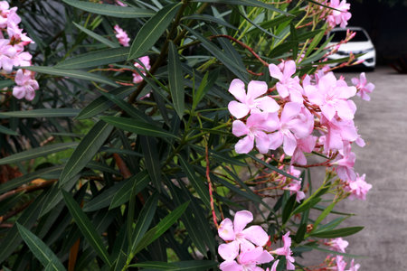 Photo of pink flowers in a garden full of trees and grass
