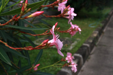 Photo of pink flowers in a garden full of trees and grassの写真素材