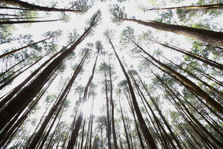 <p>Photos of trees in the forest that are photographed from a low angle</p>の写真素材
