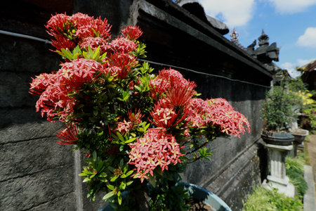 Photo of a garden full of colorful plants and flowers, a beautiful gardenの写真素材
