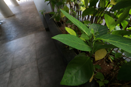 Photo of a garden full of colorful plants and flowers, a beautiful gardenの写真素材