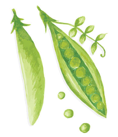 Watercolored peas image illustration isolated on white backgroundの写真素材