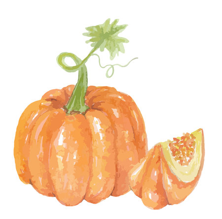 Watercolor pumpkin image illustration isolated on white backgroundの写真素材