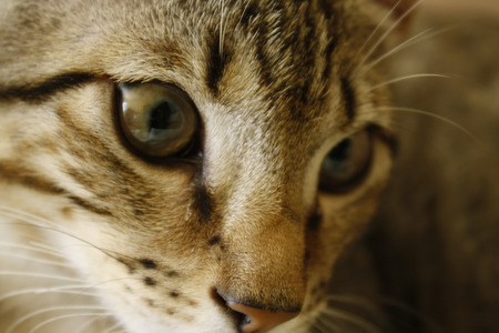 cat eyesの写真素材