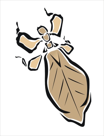 drawing of a leaf insect のイラスト素材