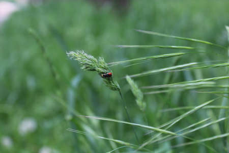 Bug on a long green grass stem
