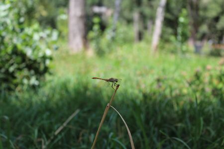 Dragonfly. Detailed macro image of dragonfly on green plant.の写真素材