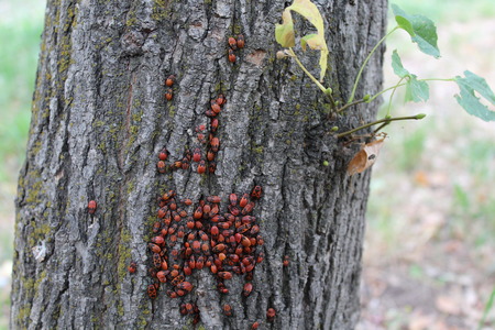 Firebug red insect colony. Nature, macro.の写真素材