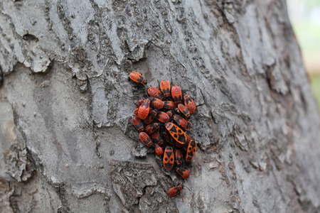 Firebug red insect colony. Nature, macro.の写真素材