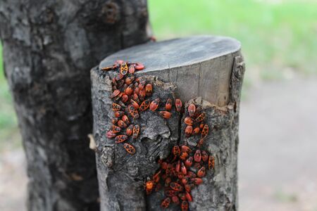 Firebug red insect colony. Nature, macro.