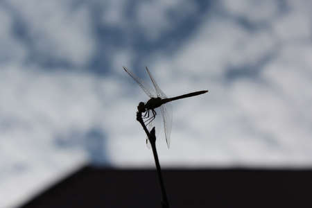 Silhouette of dragonfly sitting on a branch.の写真素材