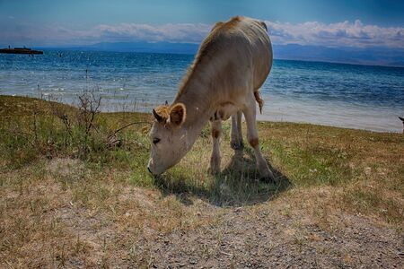 Cow grazes in a meadow by the lake.の写真素材