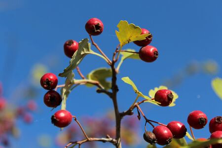 Close up of branch with red autumn berries.の写真素材