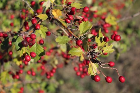 Close up of branch with red autumn berries.の写真素材