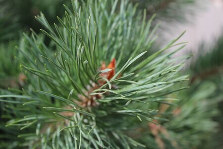 Pine tree branch with details.の写真素材
