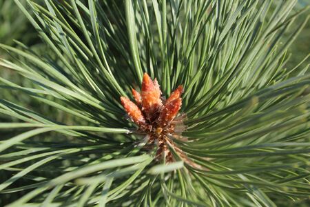 Pine tree branch with details.の写真素材