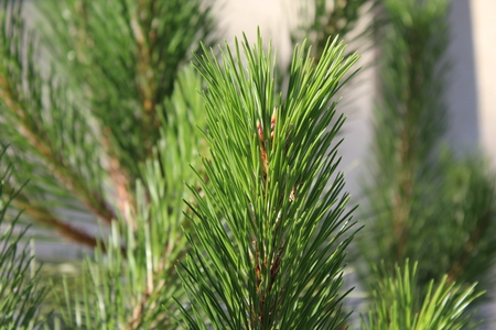 Pine tree branch with details.