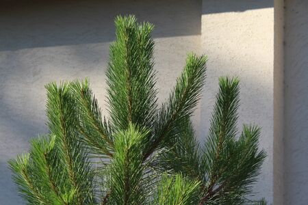 Pine tree branch with details.の写真素材