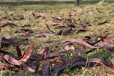 Acacia pods with the seeds on the ground in autumn season.の写真素材