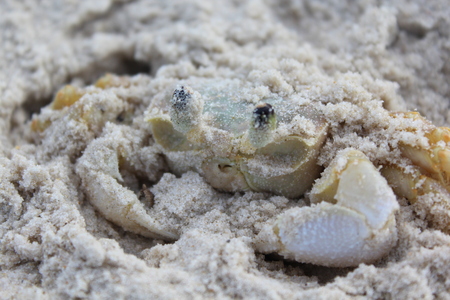 Ghost crab (Ocypode ryderi) close-up.の写真素材