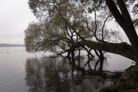 old treeの写真素材