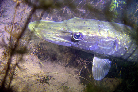 Hidding pike fishのeditorial素材