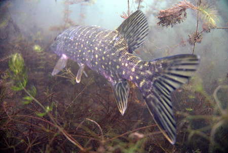 Behind the pike fishのeditorial素材