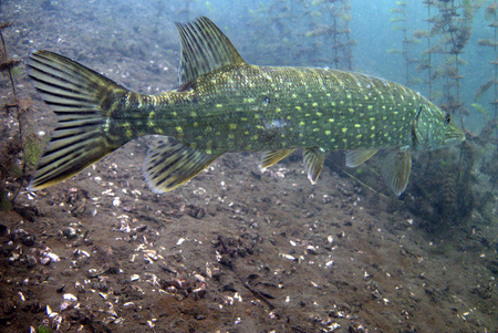 Behind the pike fishのeditorial素材