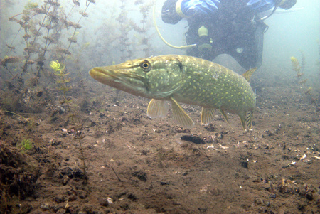 Pike fish with the diverのeditorial素材