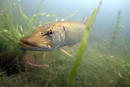 pike fishのeditorial素材