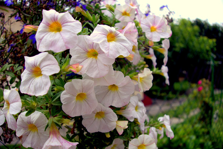 flowers in the gardenのeditorial素材