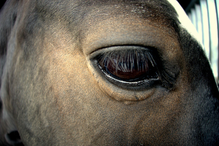 horse eyeのeditorial素材