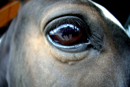 horse eyeのeditorial素材