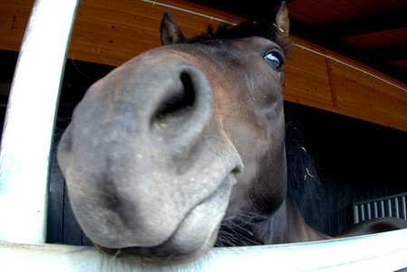 Horse head close to the cameraのeditorial素材