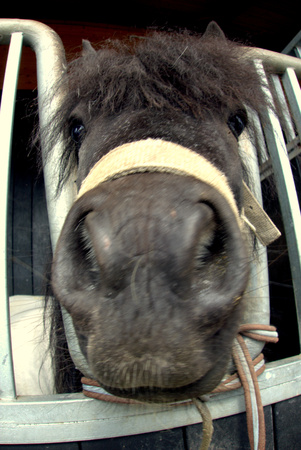 Horse head close to the cameraのeditorial素材