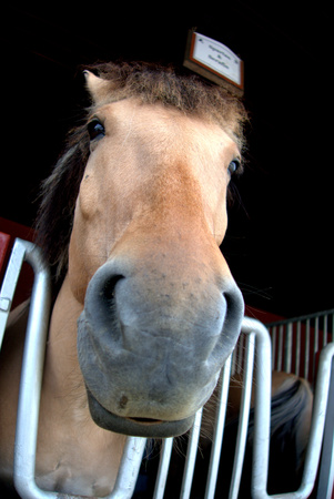 Horse head close to the cameraのeditorial素材