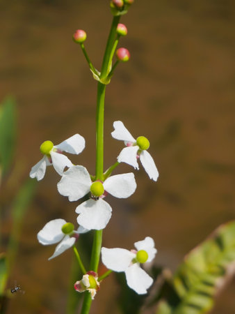 Sagittaria lancifolia in the gardenの写真素材