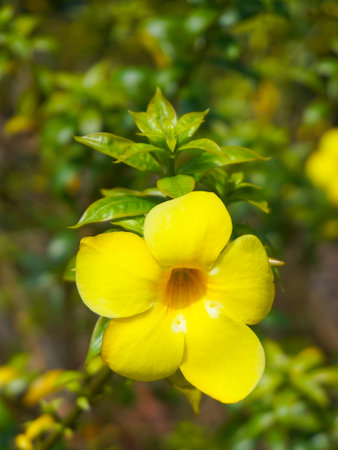Terompet emas or Allamanda cathartica